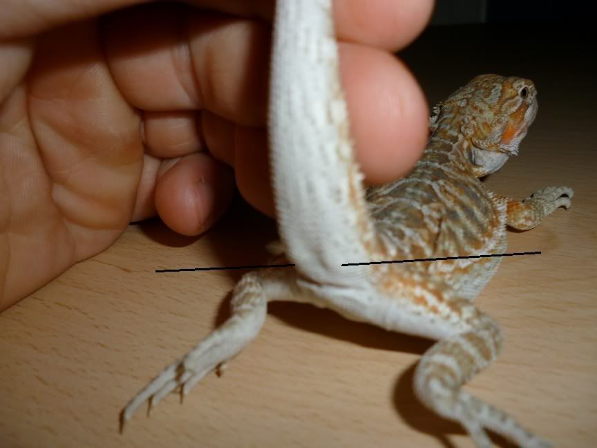 how to tell the sex of bearded dragons pushing your penis deep into a womans rectum